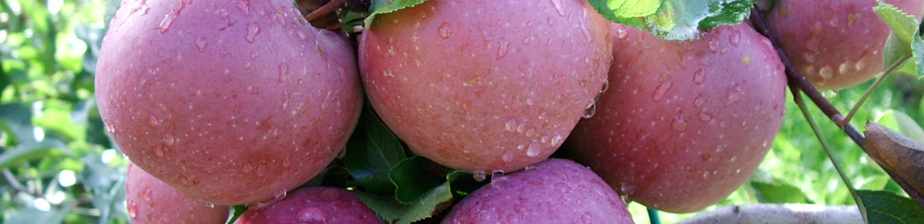 1 melo - I trattamenti contro la psilla del melo: Immagine Header