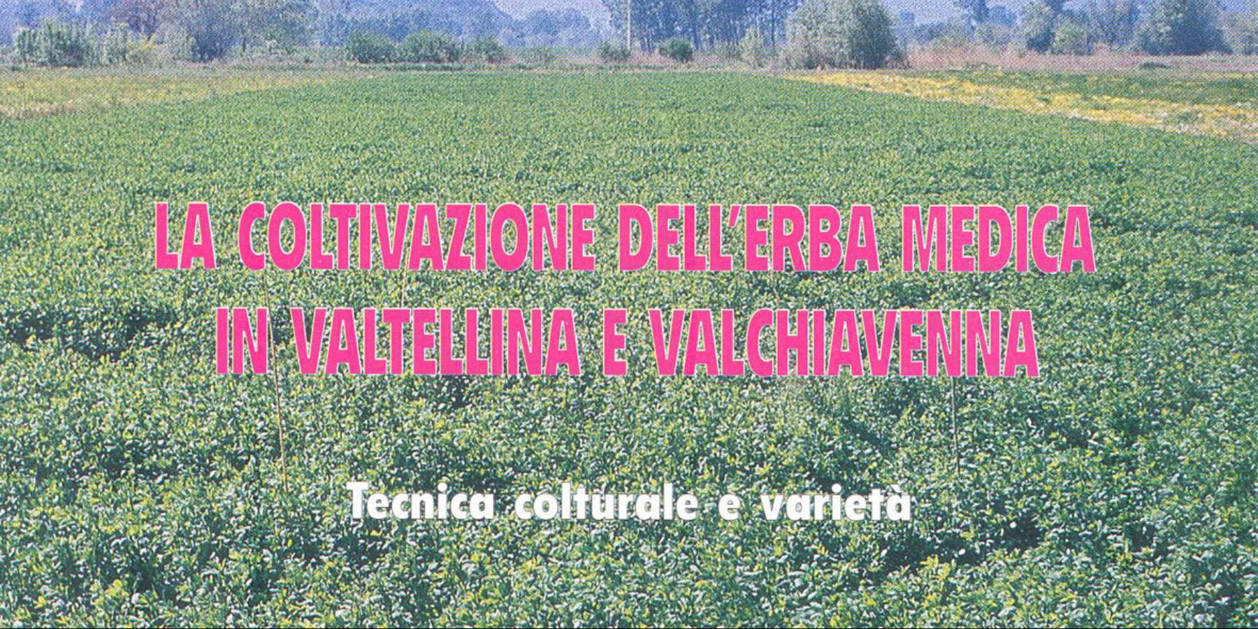 La coltivazione dell'erba medica in Valtellina e Valchiavenna: Immagine Header