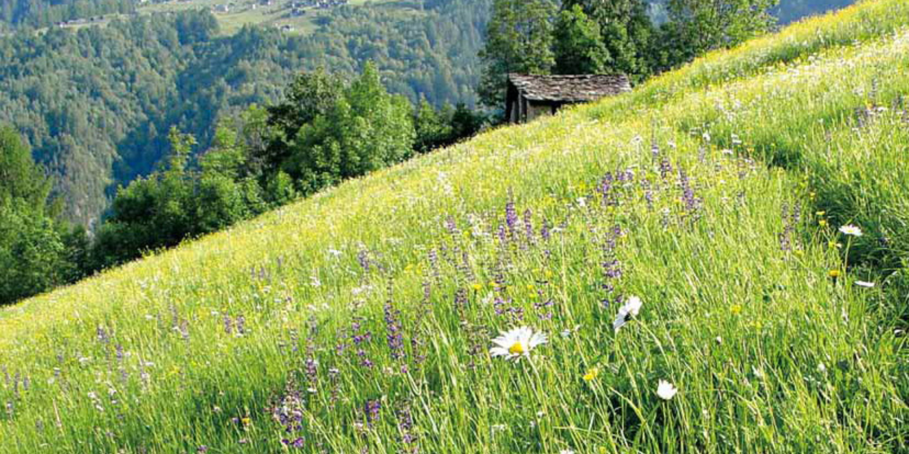 I prati della media Valtellina: Immagine Header