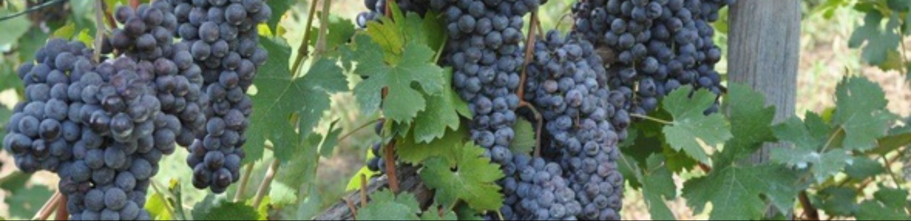 Incontro in campo Chiavennasca e vitigni di antica coltivazione: Immagine Header
