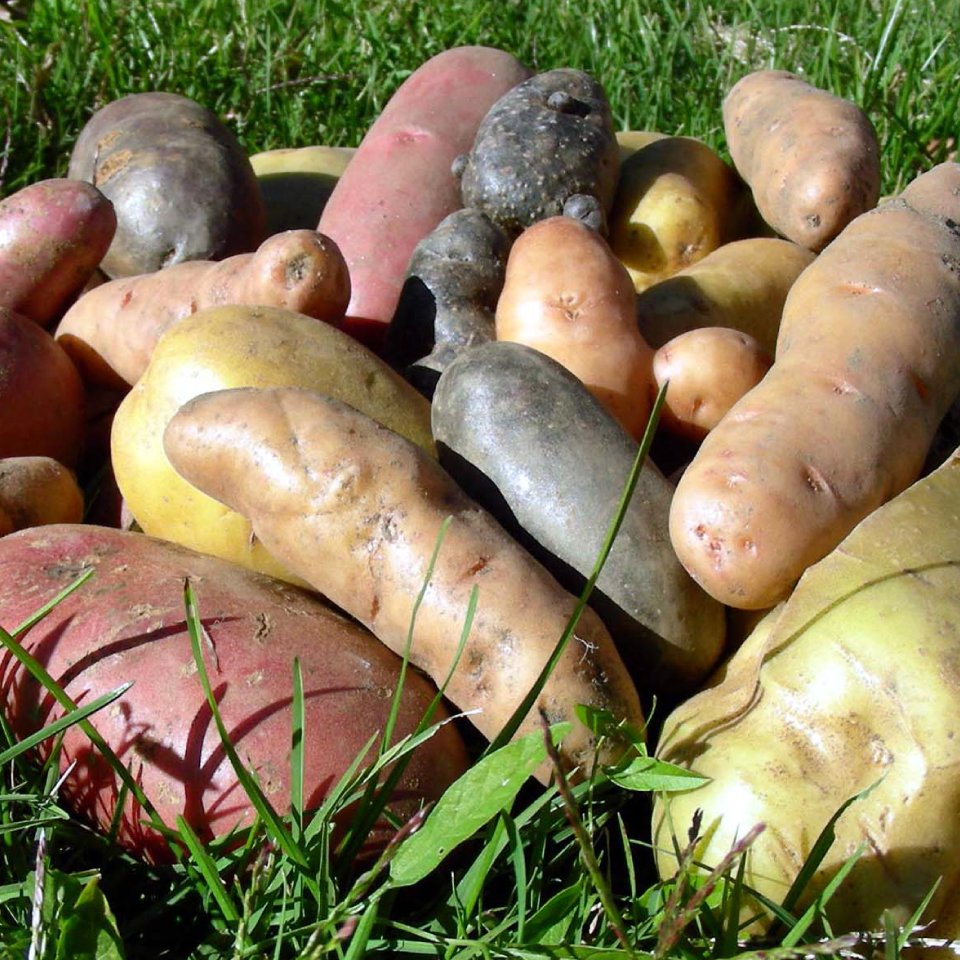 Altre Coltura Fondazione Fojanini - Patate