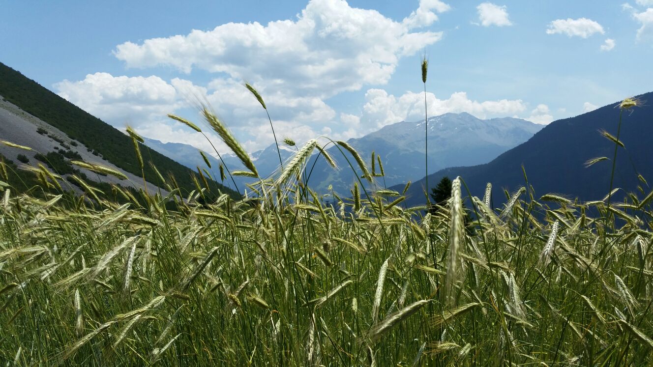 Altre Colture Fondazione Fojanini - Grano