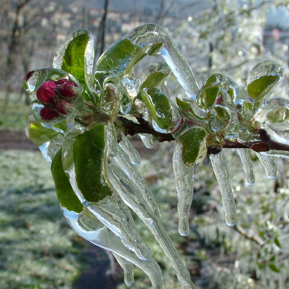 Servizio analisi suolo e bilancio idrico Fondazione Fojanini - Fiore gelato